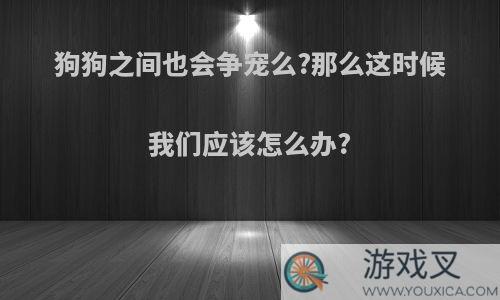 狗狗之间也会争宠么?那么这时候我们应该怎么办?